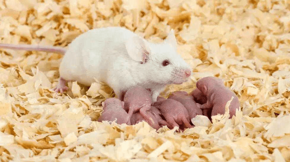 一只雄性老鼠生下了10只小老鼠，科学家们成功地使其受孕，男性也可以怀孕吗？ 