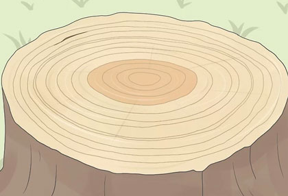 如何计算一棵树的年轮（3种准确的方法）
