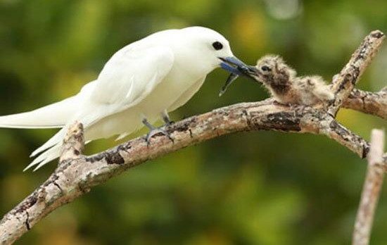 中国珍稀鸟类：白鸥直接在树干上安家！ 