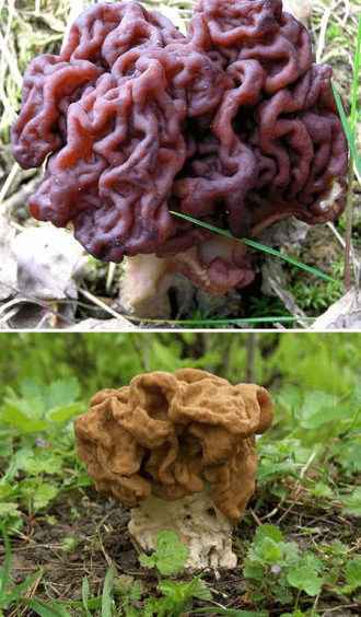 十大奇异蘑菇