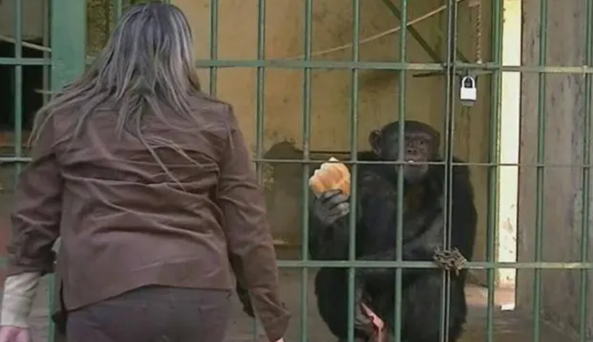 比利时女人爱上黑猩猩，动物之间有爱吗？ （动物情感）