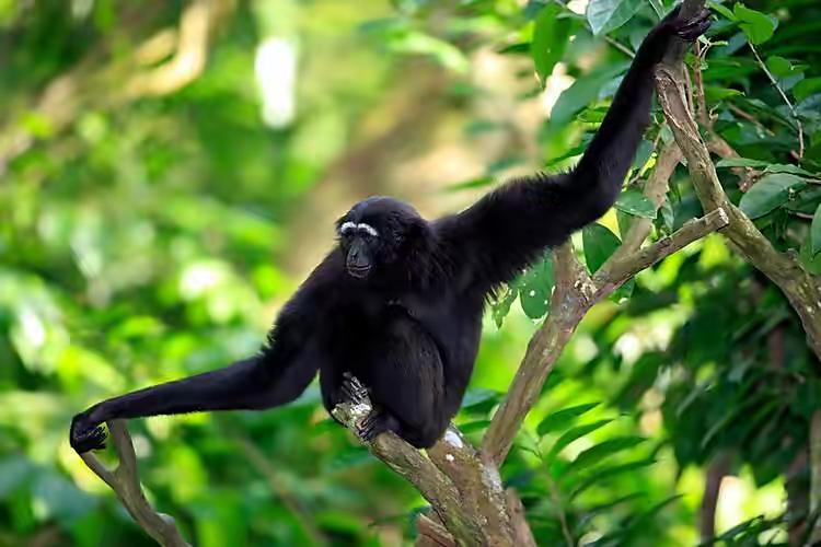 日本的某个动物园中，长期独居的母猴竟然离奇怀孕，怎么回事？